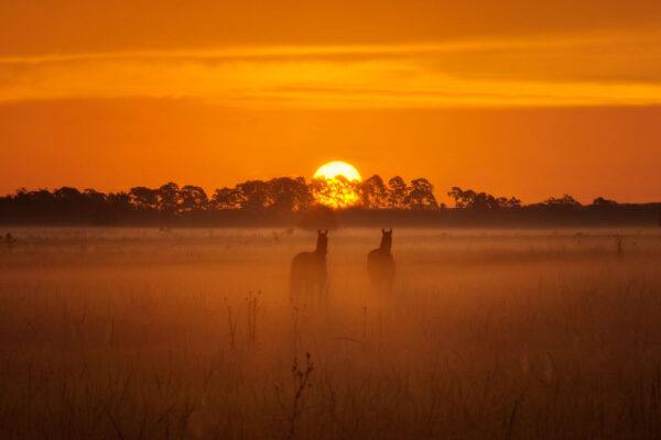 Sunrise over Horses in Florida Pasture
