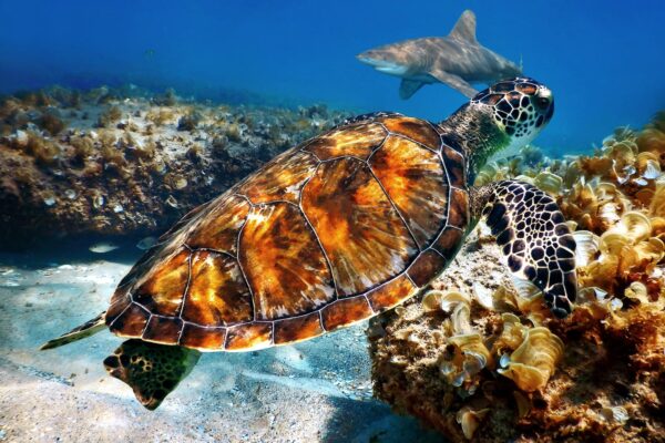 Sea Turtle swimming with Shark off Singer Island Florida