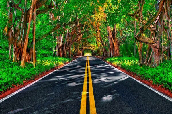 Tree Covered Road in Stuart Florida