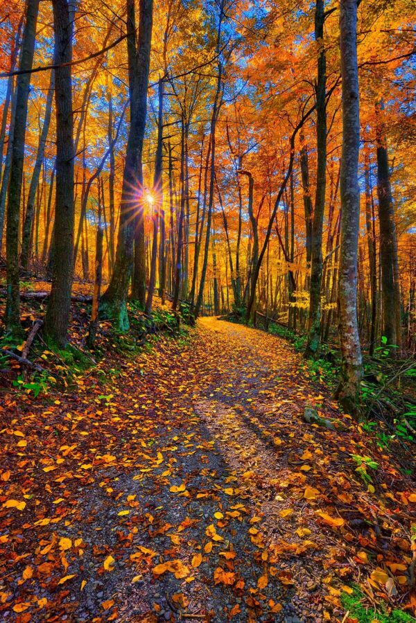Fall Colors Sunset on Mountain Trail in Tennessee