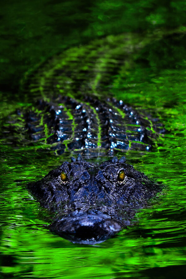 Florida Alligator Encounter vertical