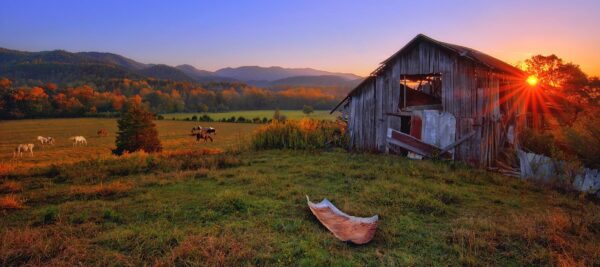 Horses grazing under abandoned barn in Smoky Mountains Tennessee