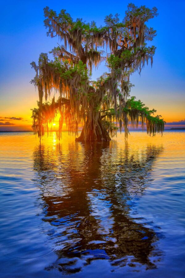 Tree of Life Florida Cypress Tree Lake Istokpoga Sunset