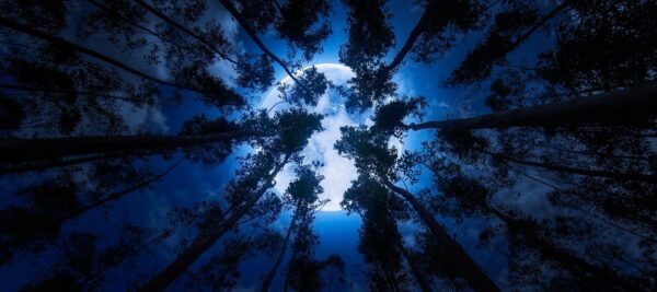 Moonlit Forest Panoramic