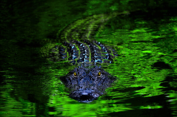 Florida Alligator Encounter