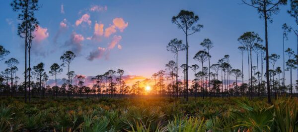 Sunset over Natural Florida Pines Panoramic