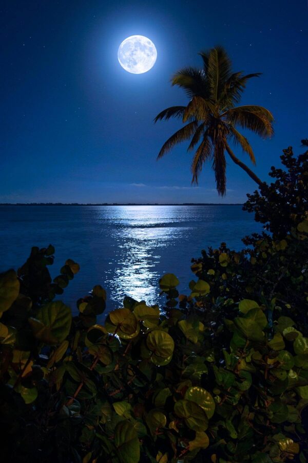 Full Moon over Florida Inlet Waterway Palm Trees
