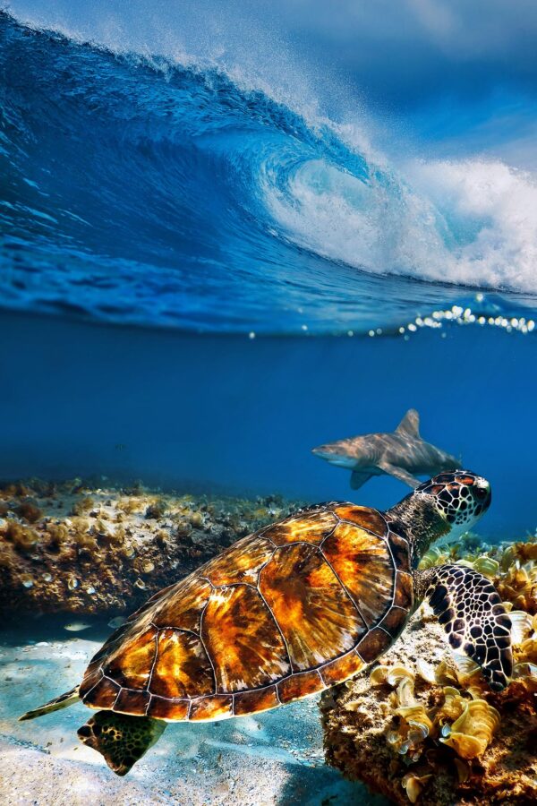 Turtle swimming with Shark under Breaking Wave