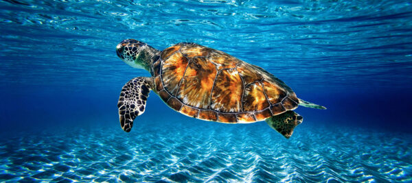 Sea Turtle swimming in Clear Water in the Florida Keys
