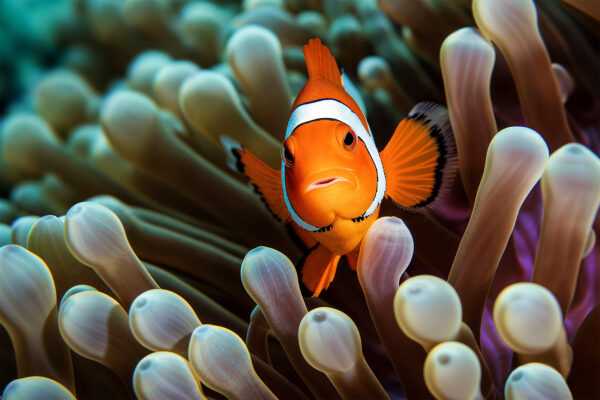 Clownfish Underwater Haven