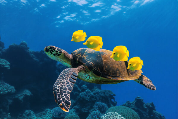 Sea Turtle Serenity - Underwater Photography